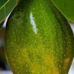 Persea americana 'Zutano' - Avocatier Zutano