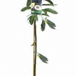 Persea americana 'Zutano'