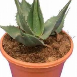 Agave havardiana 