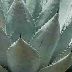 Agave havardiana 