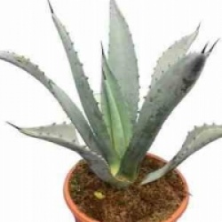 Agave franzosinii