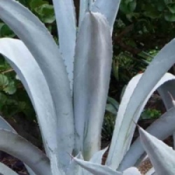 Agave franzosinii - Agave de Franzosini