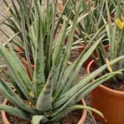 Aloe vera