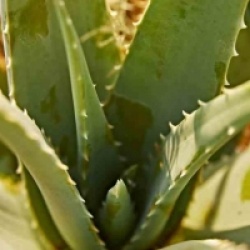 Aloe vera