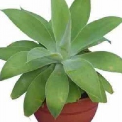 Agave attenuata