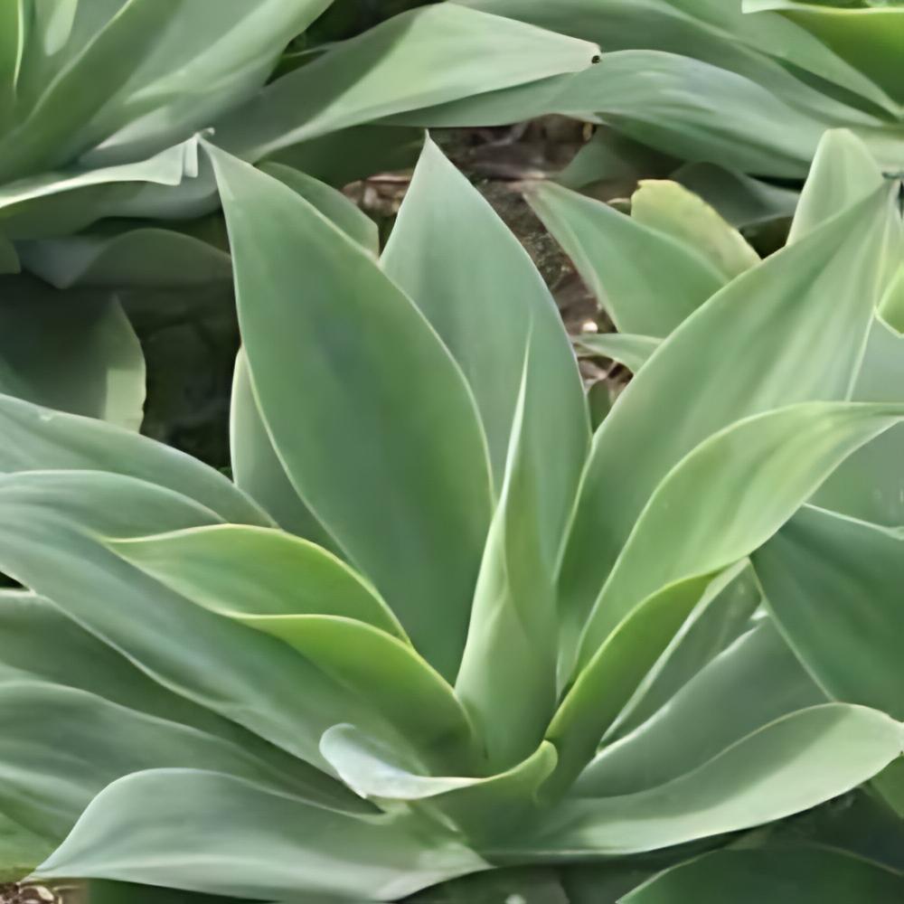 Agave attenuata - Agave attenuata