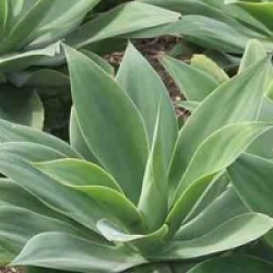 Agave attenuata - Agave attenuata