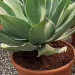 Agave attenuata