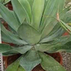 Agave attenuata