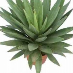 Agave augustifolia