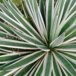 Agave augustifolia - Agave augustifolia