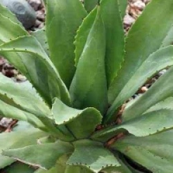 Agave chiapensis - Agave chiapensis