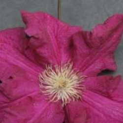 Cl�matite Ernest Markham