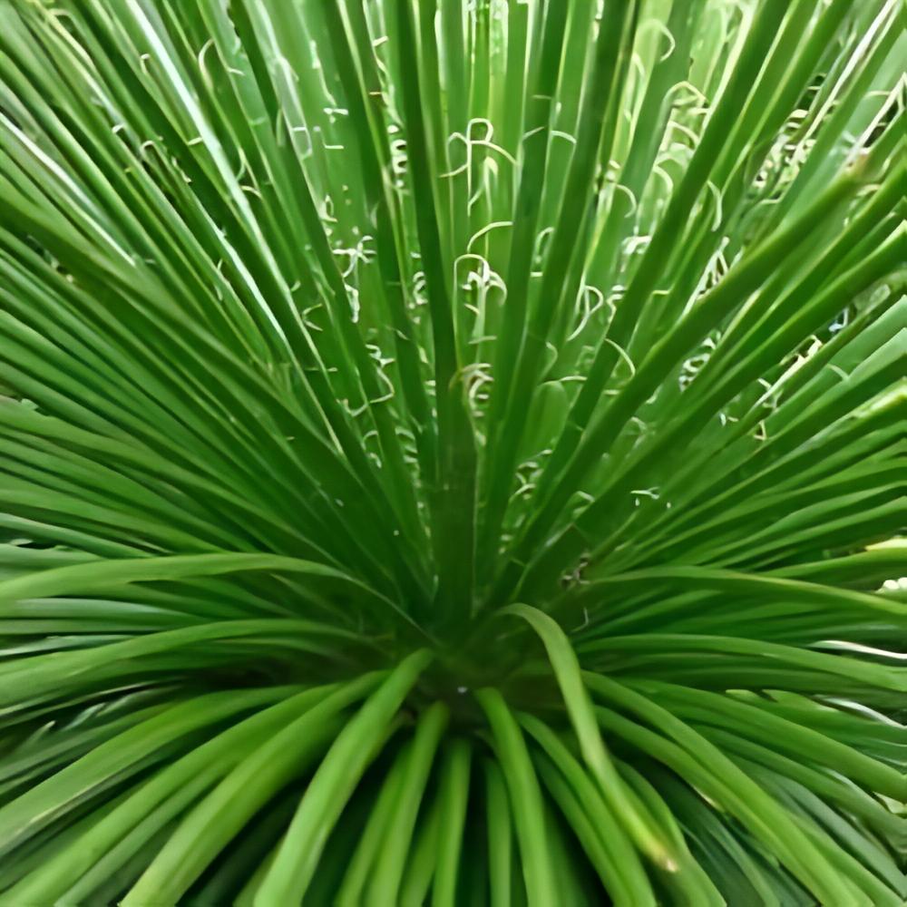 Agave geminiflora - Agave geminiflora