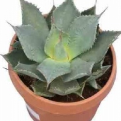 Agave parryi 'Parryi'