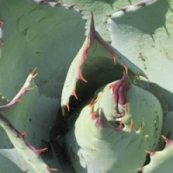 Agave parryi 'Parryi' - Agave Parryi