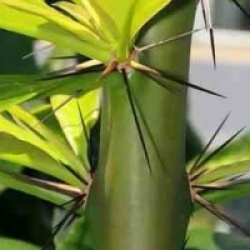 Pereskia grandifolia