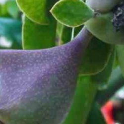 Pereskia grandifolia