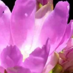 Pereskia grandifolia