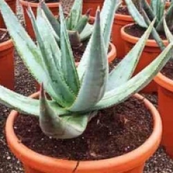 Aloe ferox - Alo� du cap