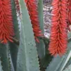 Aloe ferox