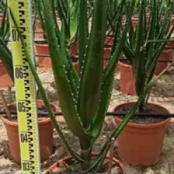 Aloe barberae - Alo� arborescente