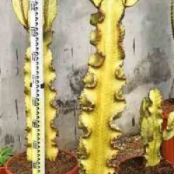 Euphorbia ingens 'Marmorata'