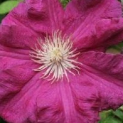 Clematis 'Ernest Markham'