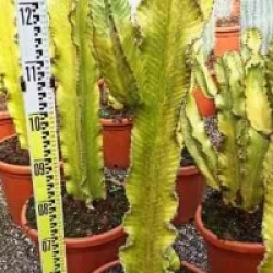 Euphorbia ingens 'Marmorata'