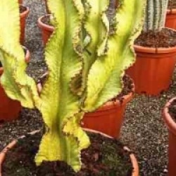 Euphorbia ingens 'Marmorata'