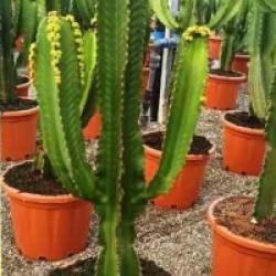 Euphorbia ingens 'Candelabrum'
