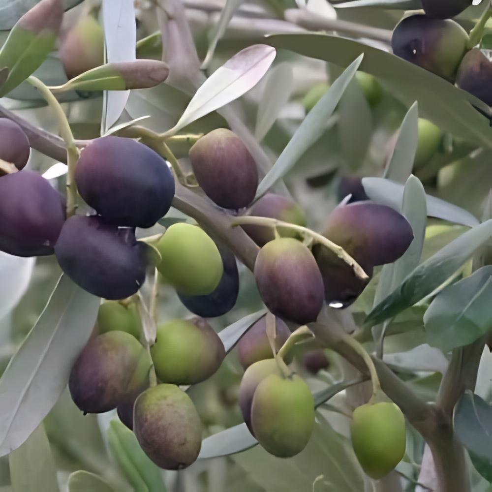 Olea europaea  - Olivier d'Europe