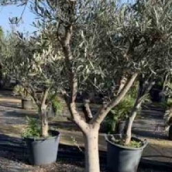 Olea europaea 