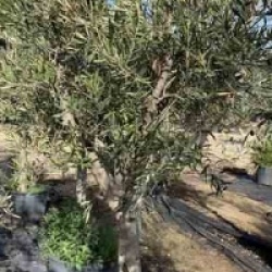 Olea europaea 