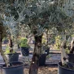 Olea europaea 