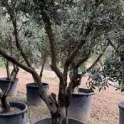 Olea europaea 