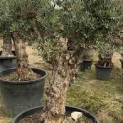 Olea europaea 