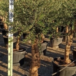 Olea europaea 