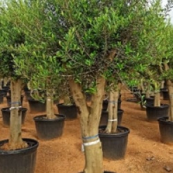 Olea europaea 