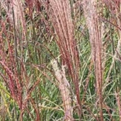 Miscanthus kleine silberspinne