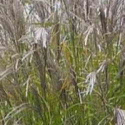 Miscanthus sinensis 'Kleine Silberspinne'