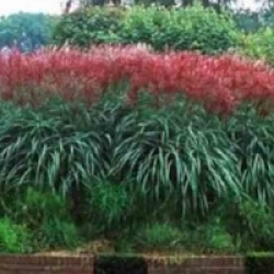 Miscanthus sinensis 'Ferner Osten'