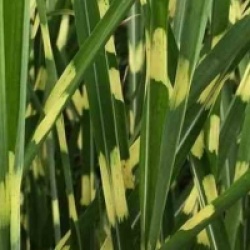 Miscanthus sinensis 'Strictus'