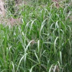 Miscanthus giganteus