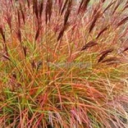 Miscanthus sinensis 'Red Chief' - Roseau de Chine Red Chief