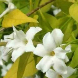 Jasminum officinalis