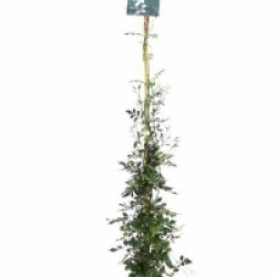 Jasminum officinalis