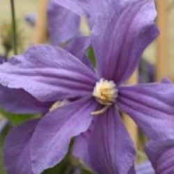 Clematite integrifolia 'Durandii'