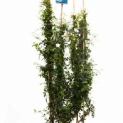 Jasminum officinalis