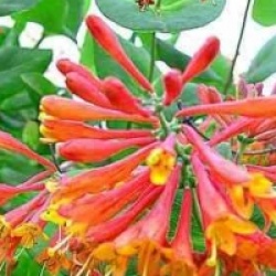 Lonicera x brownii 'Dropmore Scarlet'